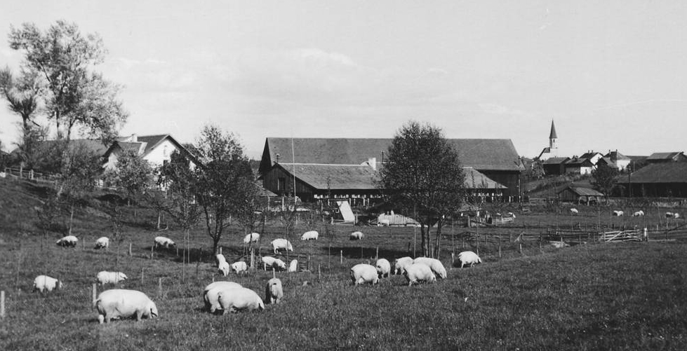 Schweinestall 1950 2