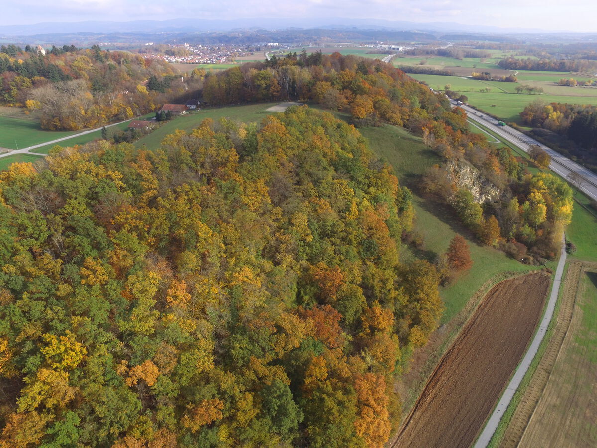 Weinberge Helmberg 2020