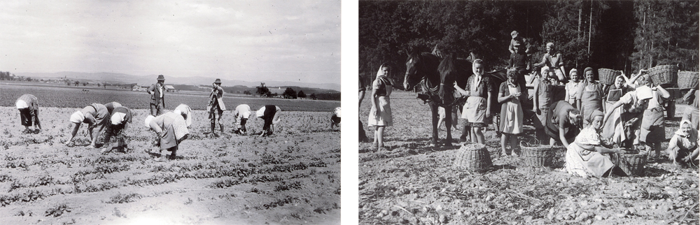 Kartoffel 1950
